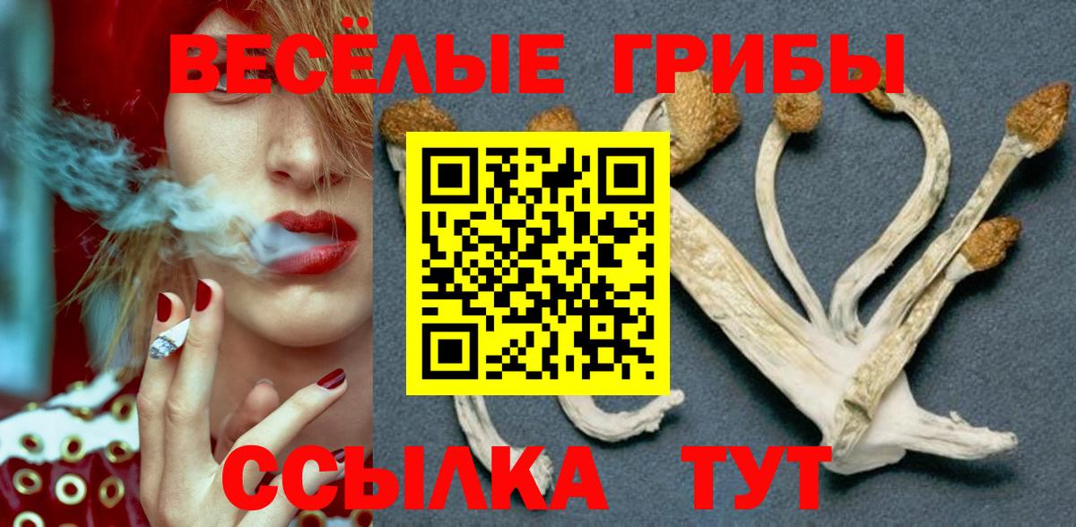 Псилоцибиновые грибы Cubensis Брянск